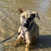 Zuko sucht sein Für-Immer-Zuhause