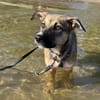Zuko sucht sein Für-Immer-Zuhause