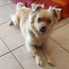 DEVI, sanfte kleine Dame sucht