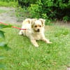 DEVI, sanfte kleine Dame sucht