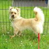 DEVI, sanfte kleine Dame sucht