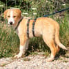 Jara - Kleine Goldpfote auf dem Weg ins Glück