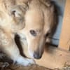 Loki braucht Zeit, Geduld, Liebe