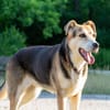 Sanfte Kiara sucht Zuhause für ihren Lebensabend