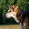 Sanfte Kiara sucht Zuhause für ihren Lebensabend