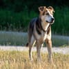 Sanfte Kiara sucht Zuhause für ihren Lebensabend