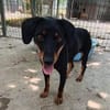 Simon  es möchte die Vergangenheit hinter sich lassen🐕🐾
