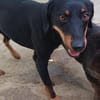 Simon  es möchte die Vergangenheit hinter sich lassen🐕🐾
