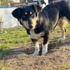 ✨🐾 Fröhliche Juna sucht ihre Familie🐾✨