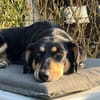 ✨🐾 Fröhliche Juna sucht ihre Familie🐾✨