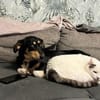 ✨🐾 Fröhliche Juna sucht ihre Familie🐾✨