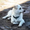 Duke will dein bester Freund sein