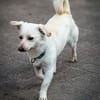 Duke will dein bester Freund sein