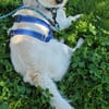 Duke will dein bester Freund sein