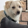 Duke will dein bester Freund sein