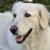 💔 Kayla sucht unverschuldet ein neues Zuhause 💔