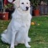 💔 Kayla sucht unverschuldet ein neues Zuhause 💔