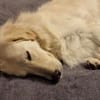 💔 Kayla sucht unverschuldet ein neues Zuhause 💔