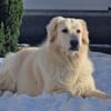 💔 Kayla sucht unverschuldet ein neues Zuhause 💔
