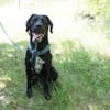 Elvis, großer, sportl. Familienhund
