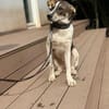 Cooper schüchterner liebevoller Jungrüde