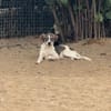 Cooper schüchterner liebevoller Jungrüde