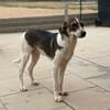 Cooper schüchterner liebevoller Jungrüde