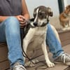 Cooper schüchterner liebevoller Jungrüde
