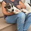 Cooper schüchterner liebevoller Jungrüde