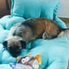 kleine süße Coco auf PS in 91353