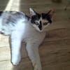 Ola  eine junge Schmusekatze mit großem Herz