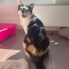 Ola  eine junge Schmusekatze mit großem Herz