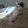 Ola  eine junge Schmusekatze mit großem Herz