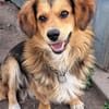 Kleiner Teddy sucht dringend neues Zuhause