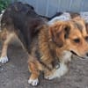 Kleiner Teddy sucht dringend neues Zuhause