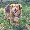 Kleiner Teddy sucht dringend neues Zuhause