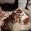 Kleiner Teddy sucht dringend neues Zuhause