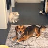 Kleiner Teddy sucht dringend neues Zuhause