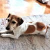 VICO - sucht Terrier erfahrenes Zuhause