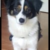 Sanfte Sally sucht liebevolles Heim