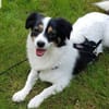 Sanfte Sally sucht liebevolles Heim