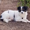 Sanfte Sally sucht liebevolles Heim