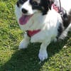 Sanfte Sally sucht liebevolles Heim
