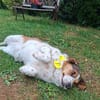 Babette Mix Hündin 4,7 Jahre in 72587