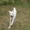Pingo sucht Familienanschluss