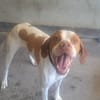 TOBBY