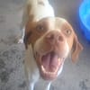 TOBBY