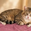 Bibouille [FIV+]