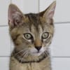 BORIS