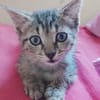 ZOE, chaton femelle type européen